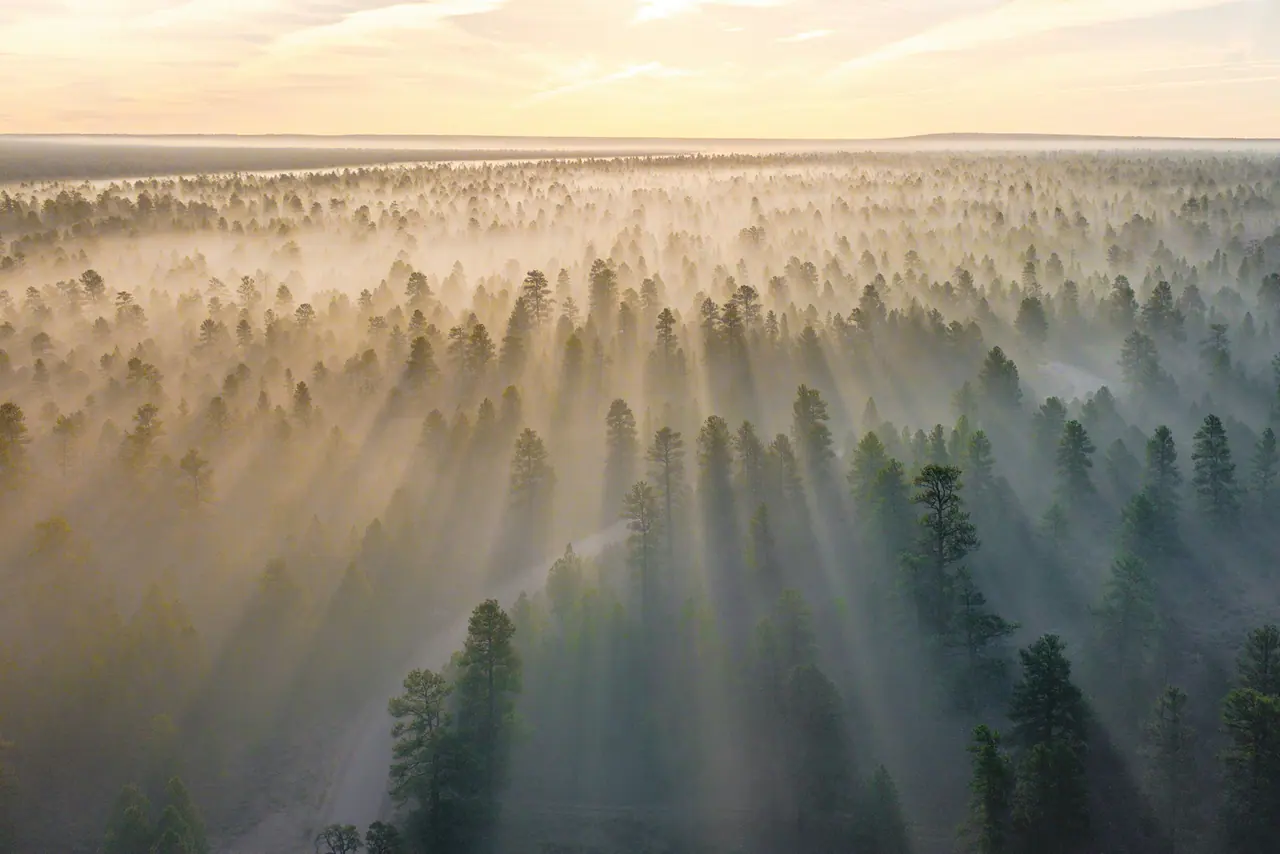 Misty pine forest at sunrise